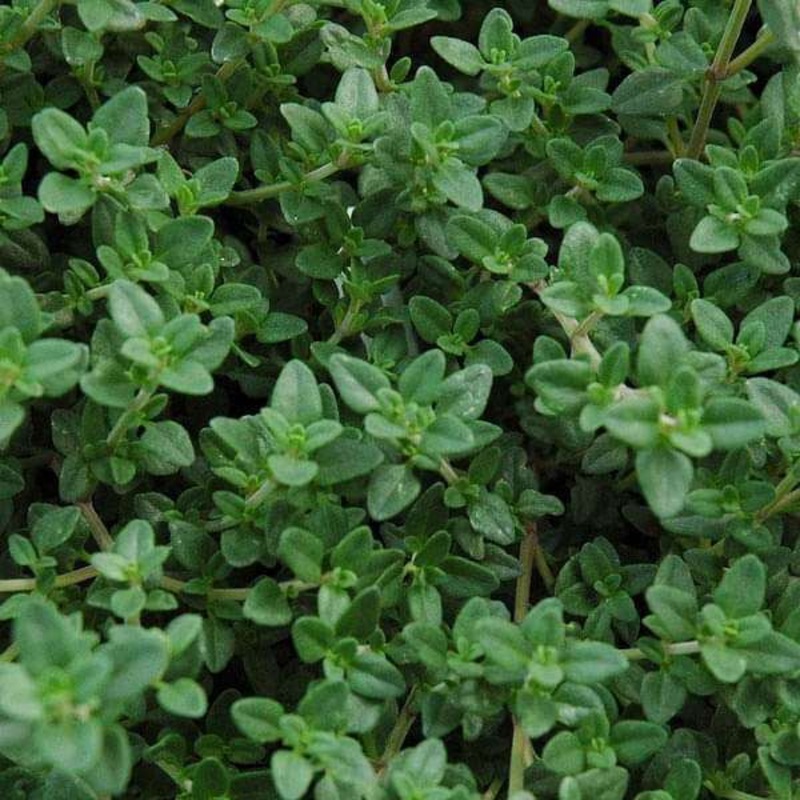 Thyme, Thymus vulgaris – Herb Seeds