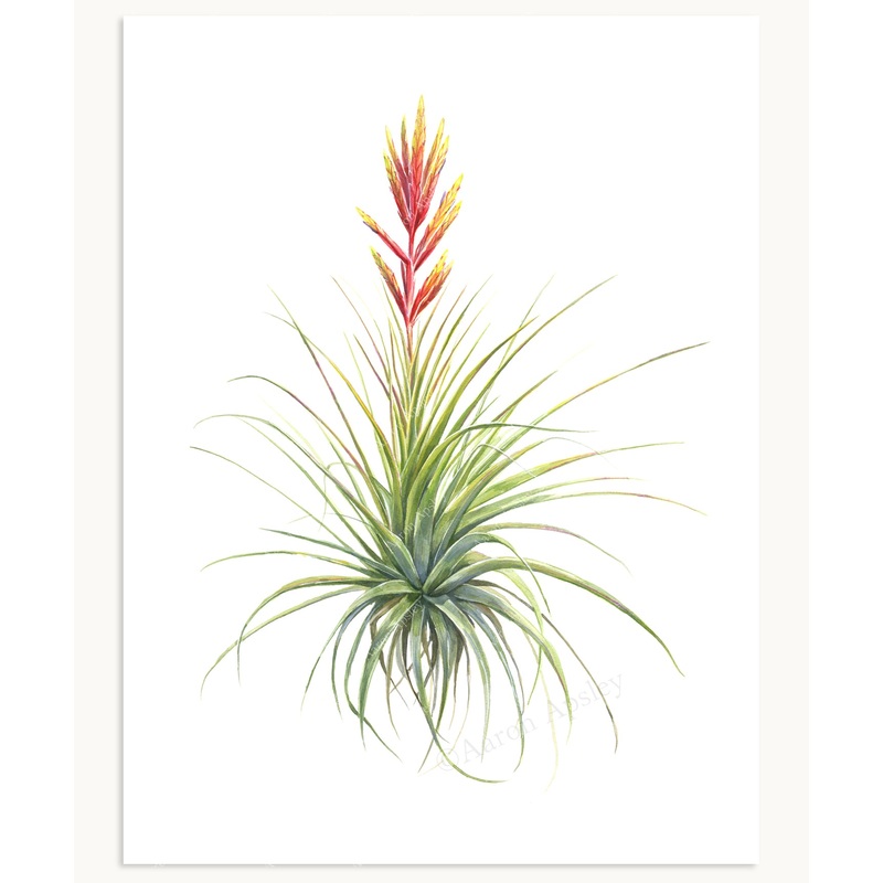 Tillandsia fasciculata|8″x10″|11″x14″|12″x16″