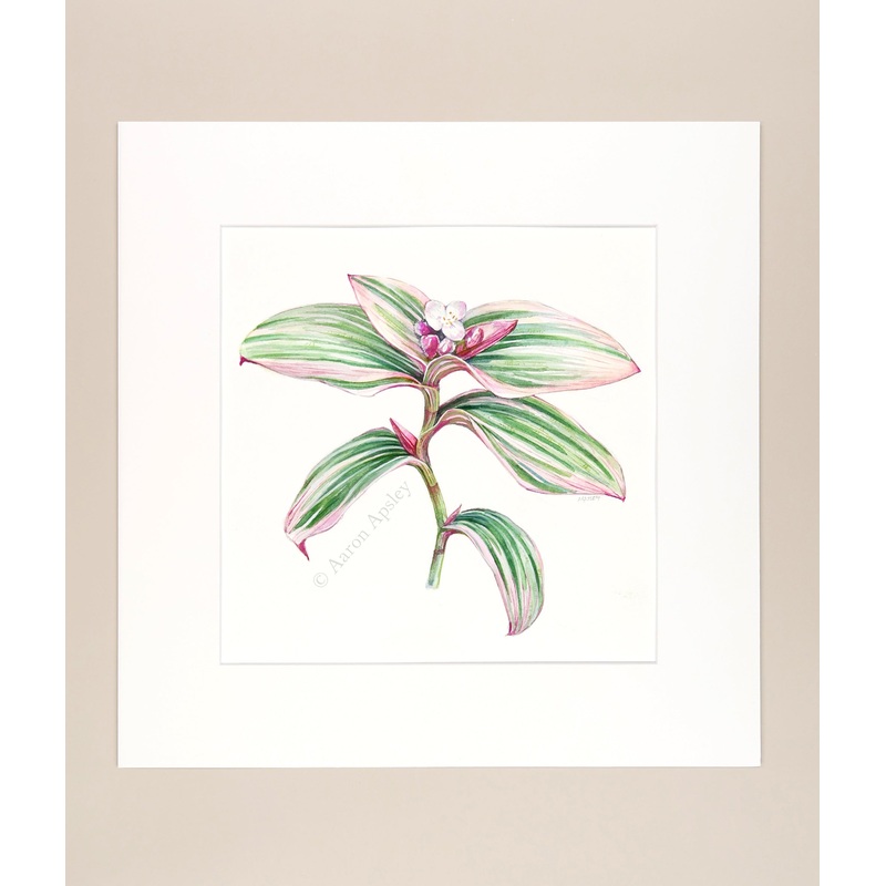 Tradescantia ‘Nanouk’ – Original Watercolor