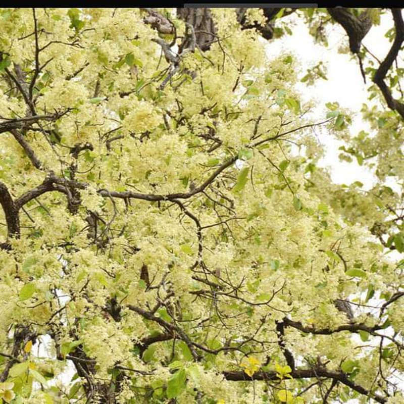 Tree of Jharkhand, Sal – Plant