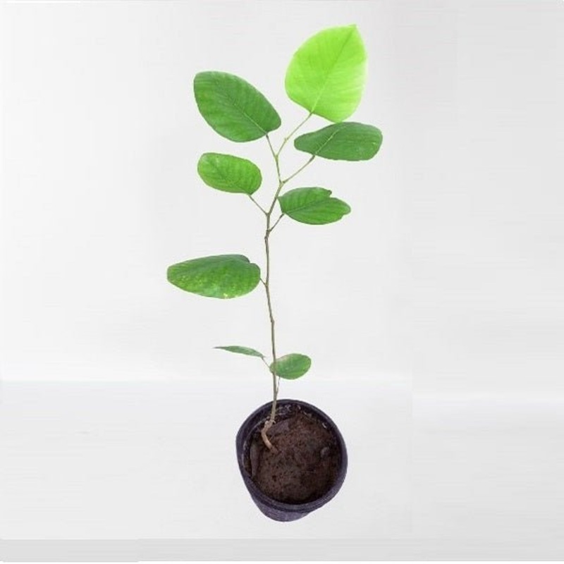 Tree of Karnataka, Sandalwood – Plant