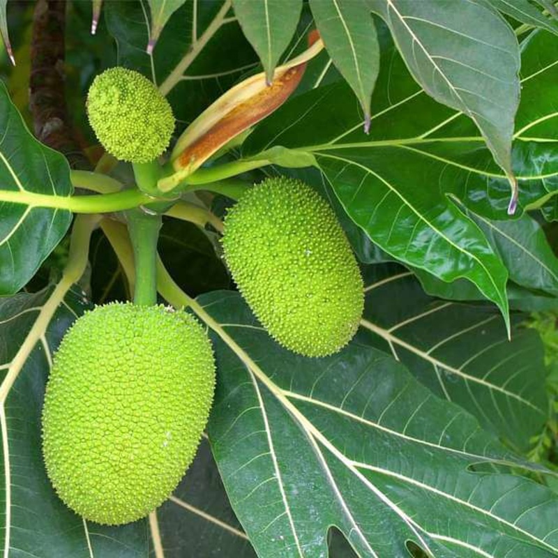 Tree of Lakshadweep, Jack Fruit – Plant