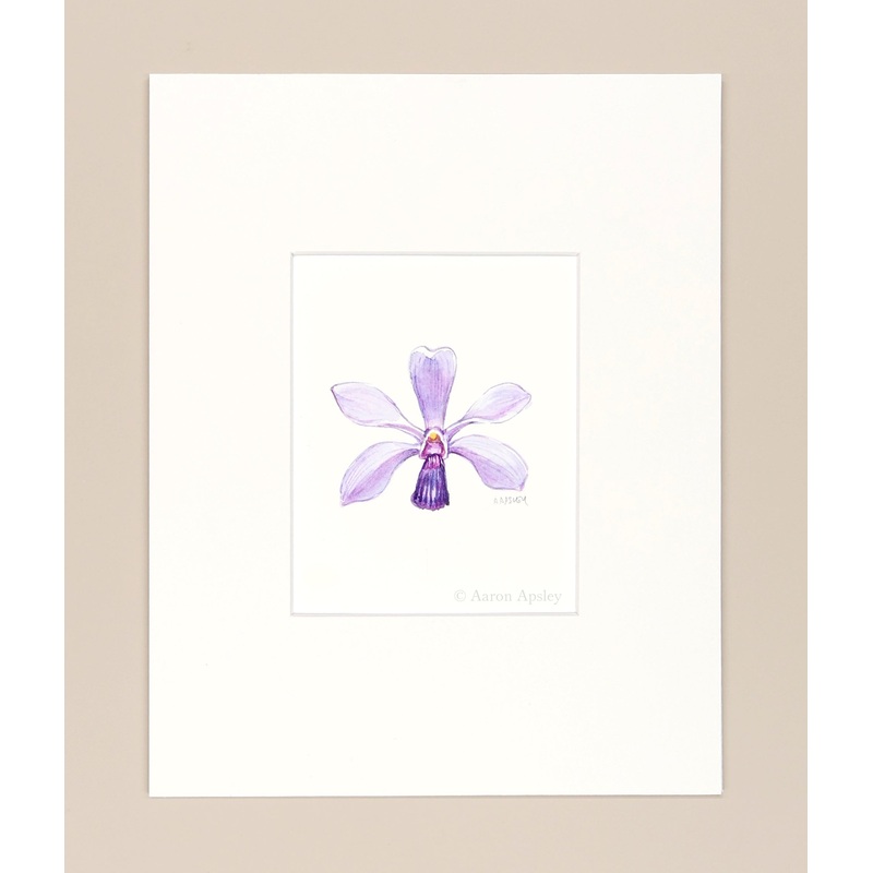 Vanda coerulescens  – Original Watercolor