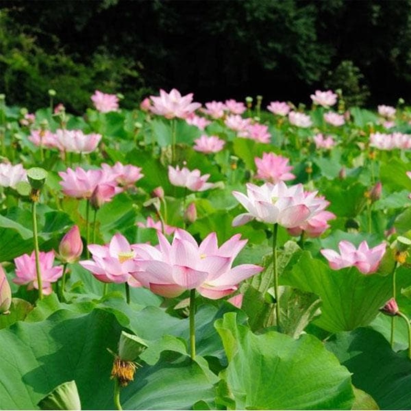 Water Lily (Any Color) – Plant