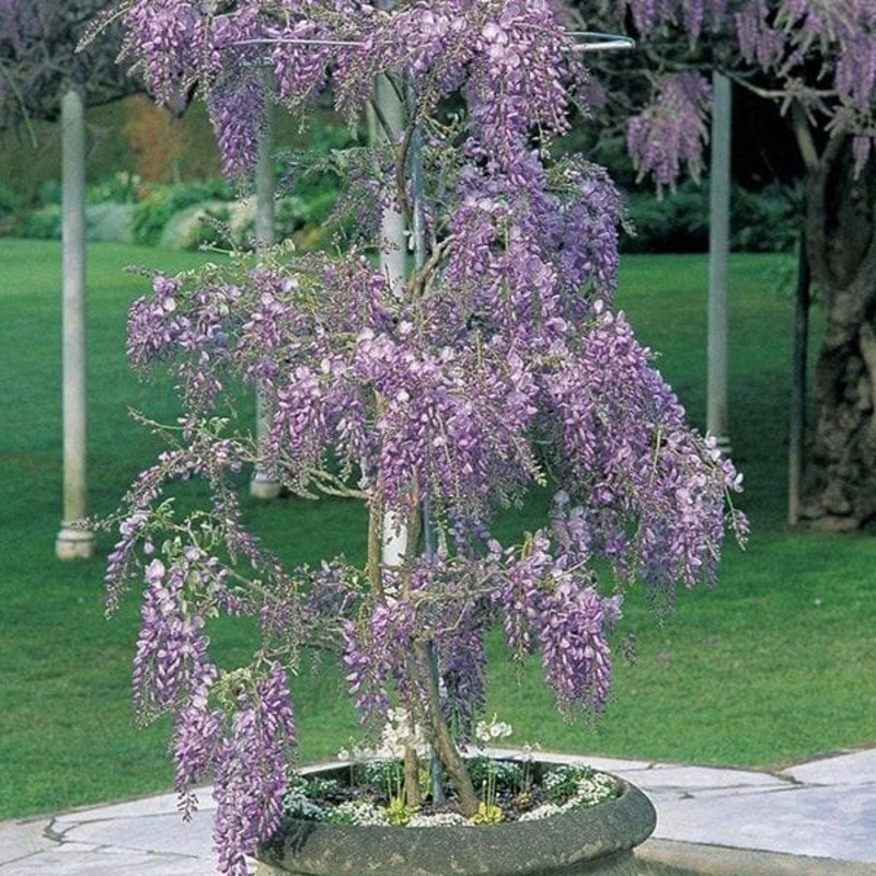 Wisteria – Plant