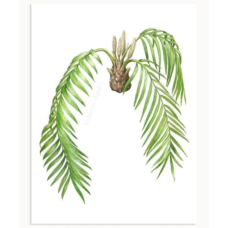 Zamia pseudoparasitica Print|8″x10″|11″x14″|12″x16″