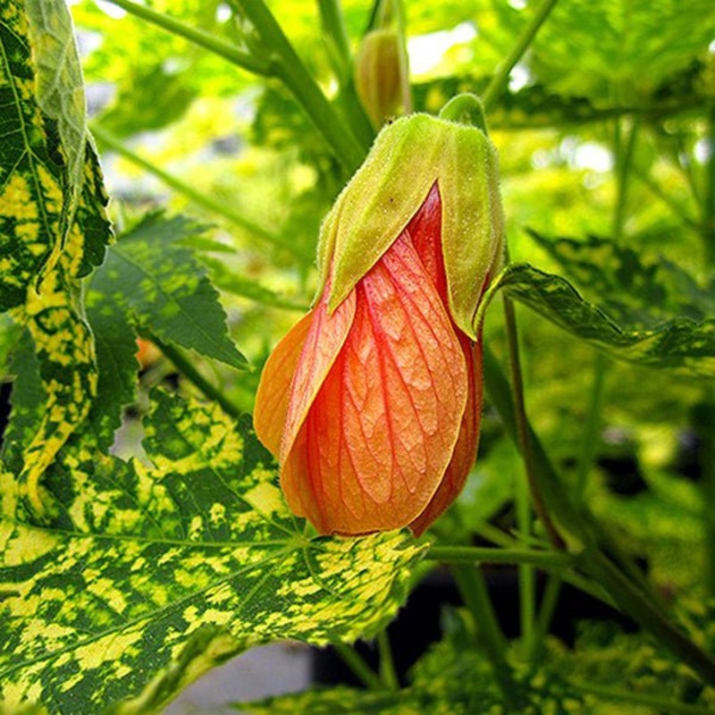 Abutilon pictum gold dust – Plant