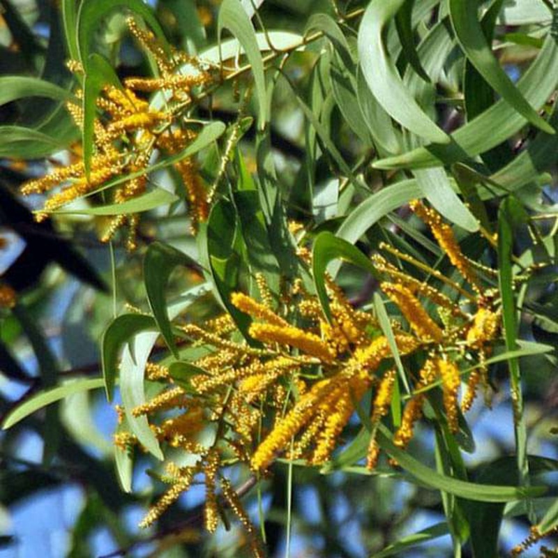 Acacia Springvale, New Teak Wood – 0.5 kg Seeds