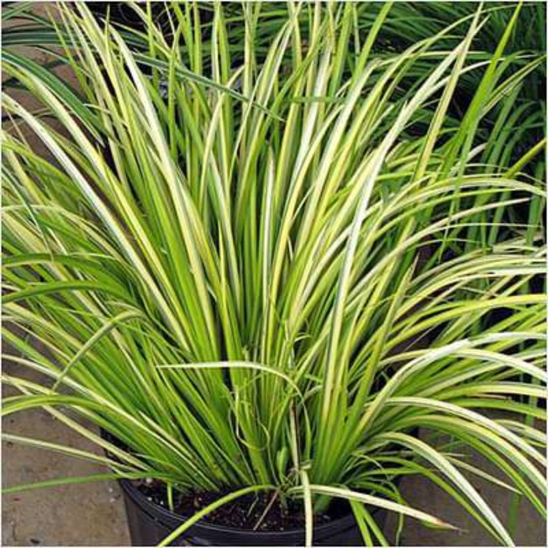 Acorus Grass Variegated – Plant