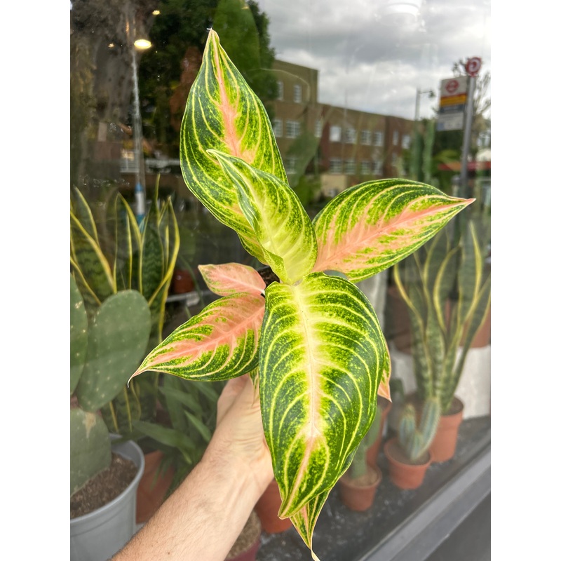 Aglaonema Eyecatcher | 12cm pot