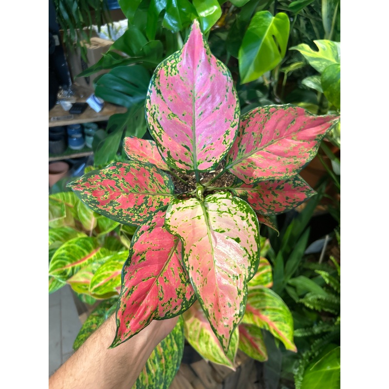 Aglaonema Lady Valentine | 12cm pot