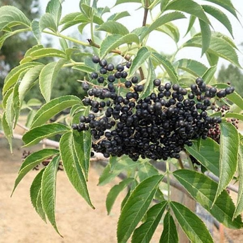 American Elderberry, Sambucus – Plant