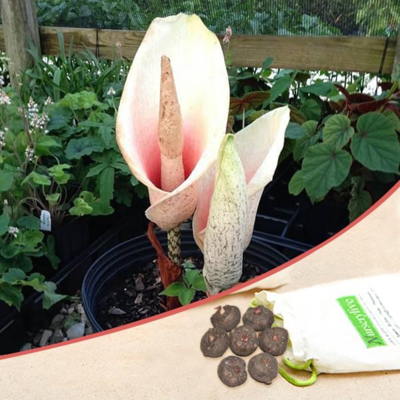 Amorphophallus Bulbifer, Voodoo Lily, Devils Tongue, Corpse Flower (Pink) – Bulbs (set of 5)