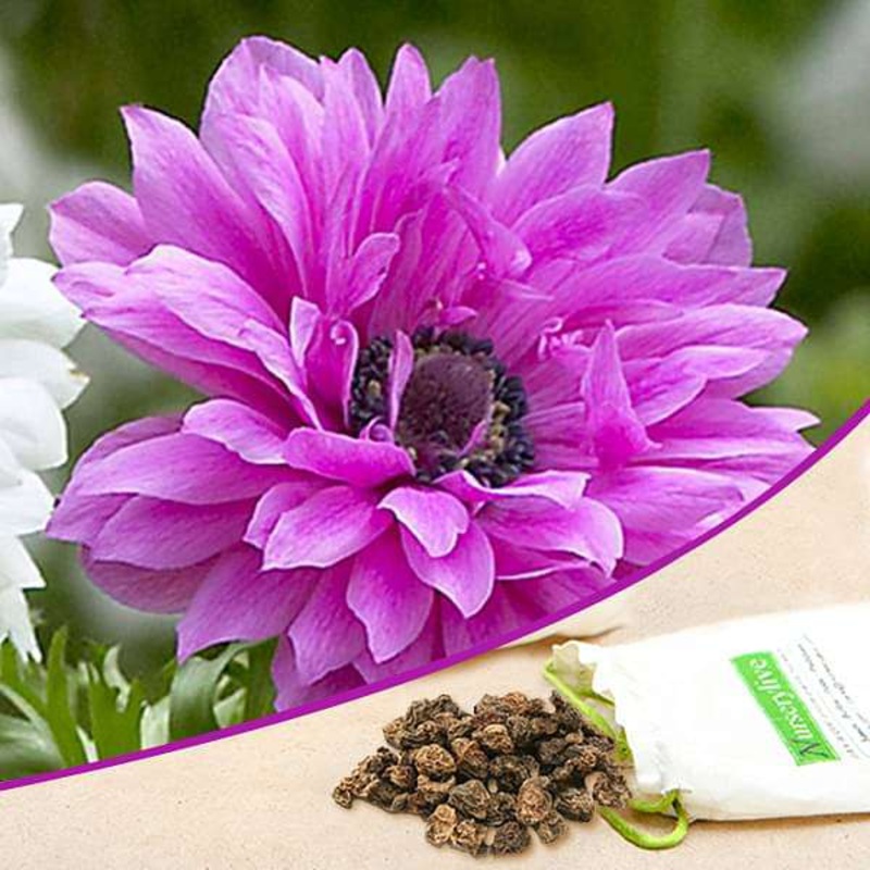 Anemone The Admiral (Pink) – Bulbs (set of 5)