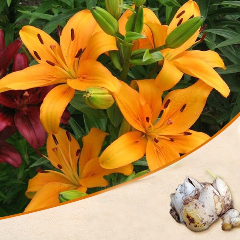 Antequera Asiatic Lily (Orange) – Bulbs (set of 5)