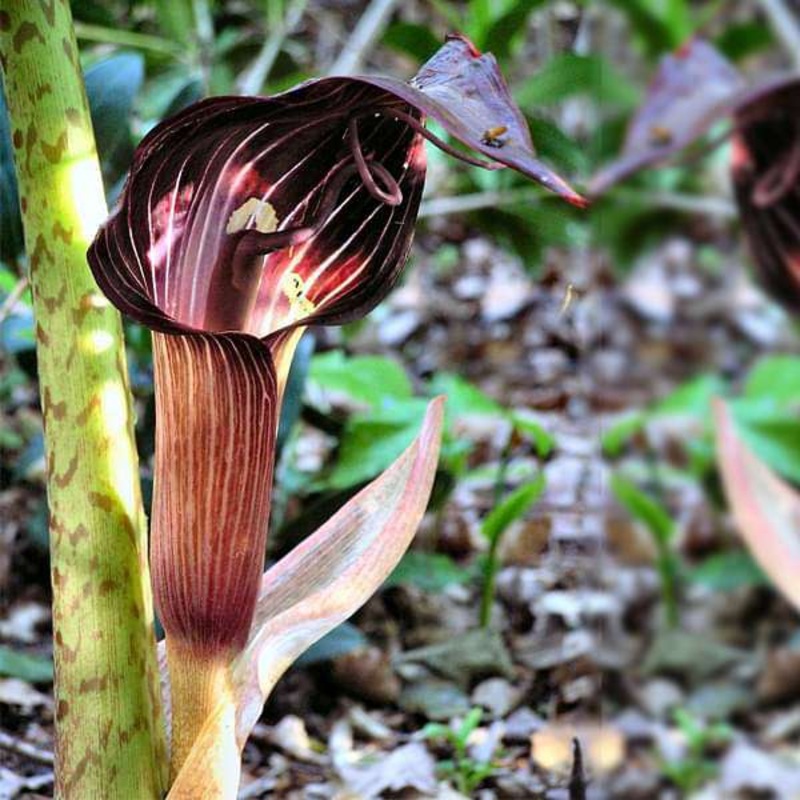 Arisaema speciosum, Cobra Lily (Wine Color) – Bulbs (set of 5)