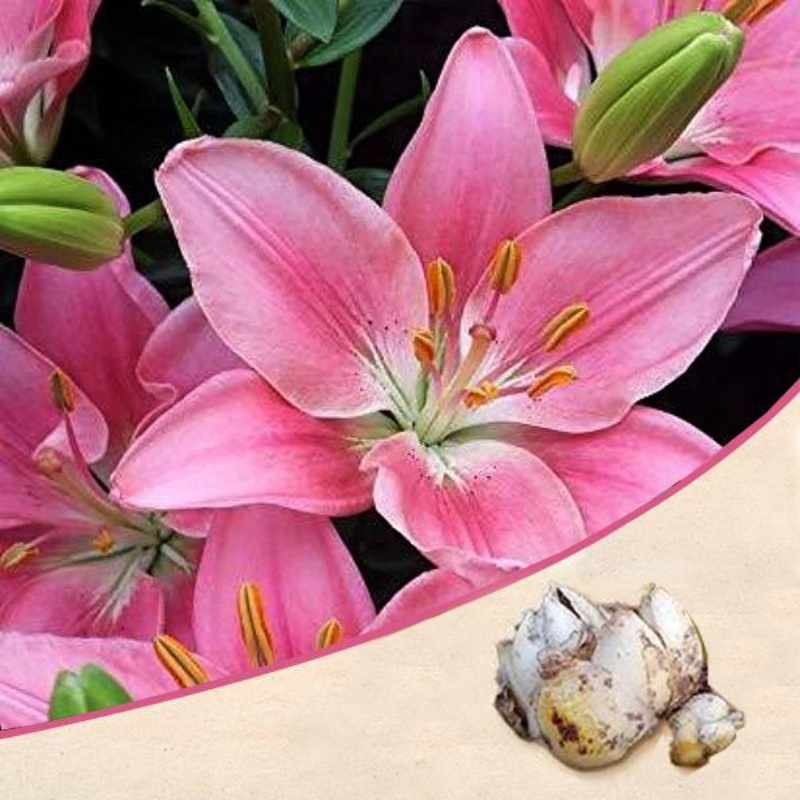 Asiatic Lily (Pink) – Bulbs|Set of 3|Set of 5