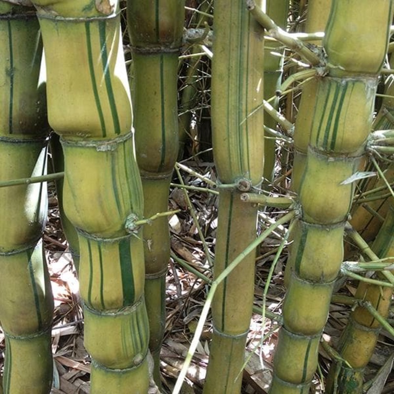 Bambusa Ventricosa Kimmei, Buddha Belly Bamboo Variegated – Plant