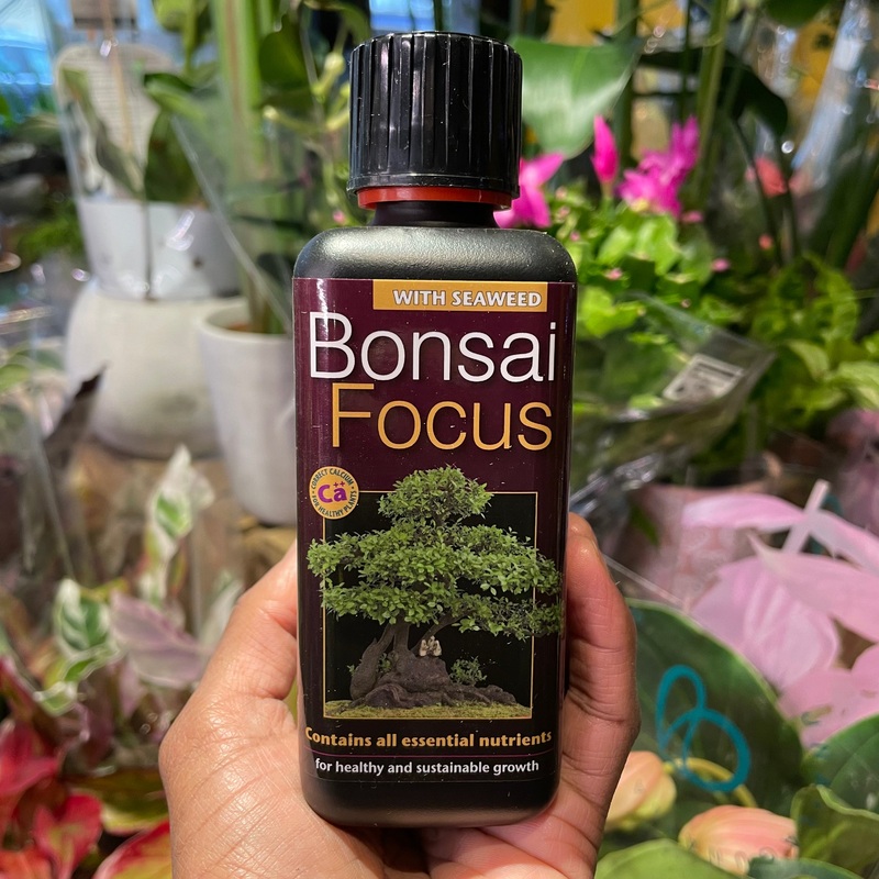 Bonsai Focus | 300ml