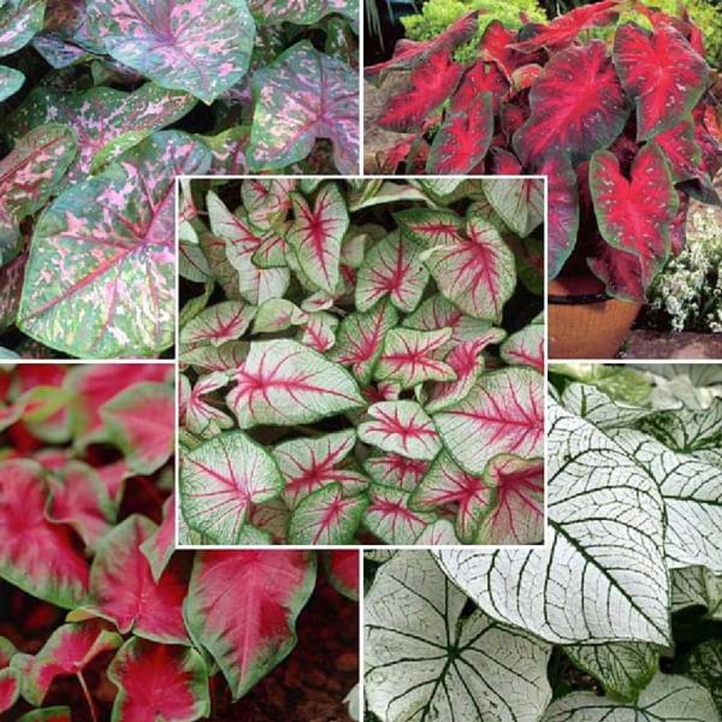 Caladium (Random Color) – Bulbs (set of 10)