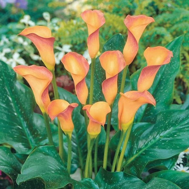 Calla Lily (Orange) – Bulbs|Set of 2|Set of 5