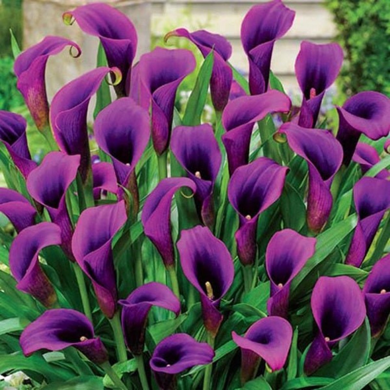 Calla Lily (Purple) – Bulbs|Set of 2|Set of 5