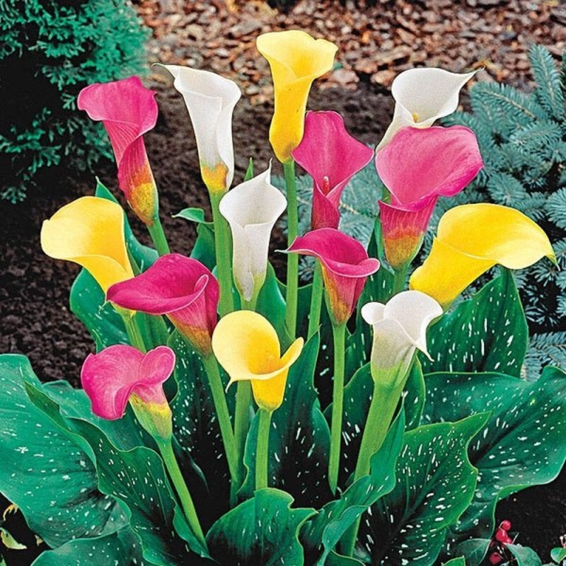Calla Lily (Random Color) – Bulbs