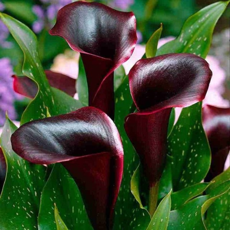 Calla Lily (Red, Balck) – Bulbs