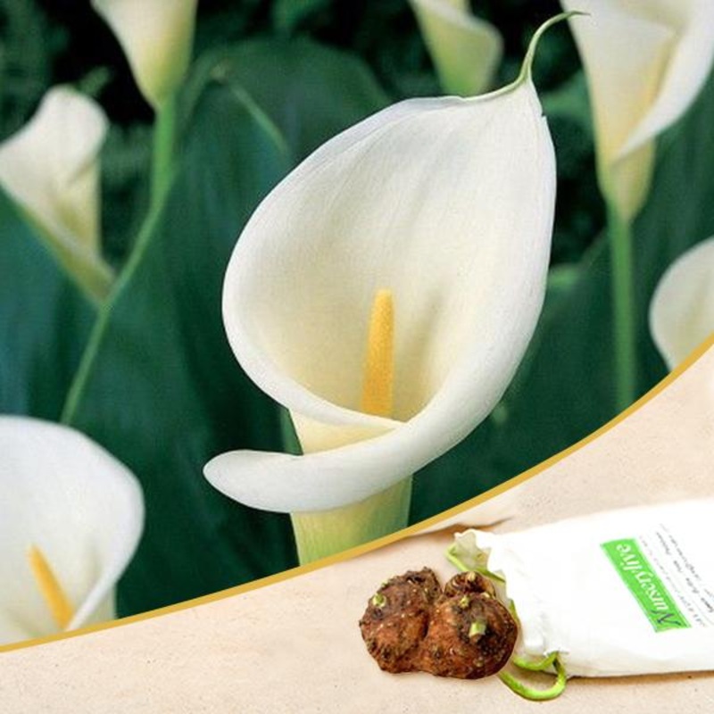 Calla Lily (White) – Bulbs|Set of 2|Set of 5