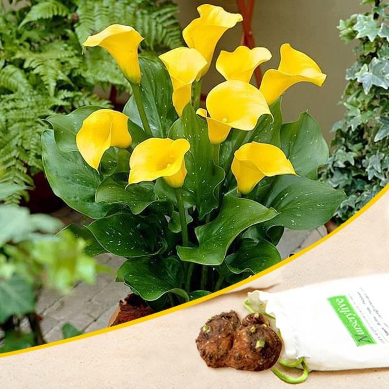 Calla Lily (Yellow) – Bulbs|Set of 2|Set of 5