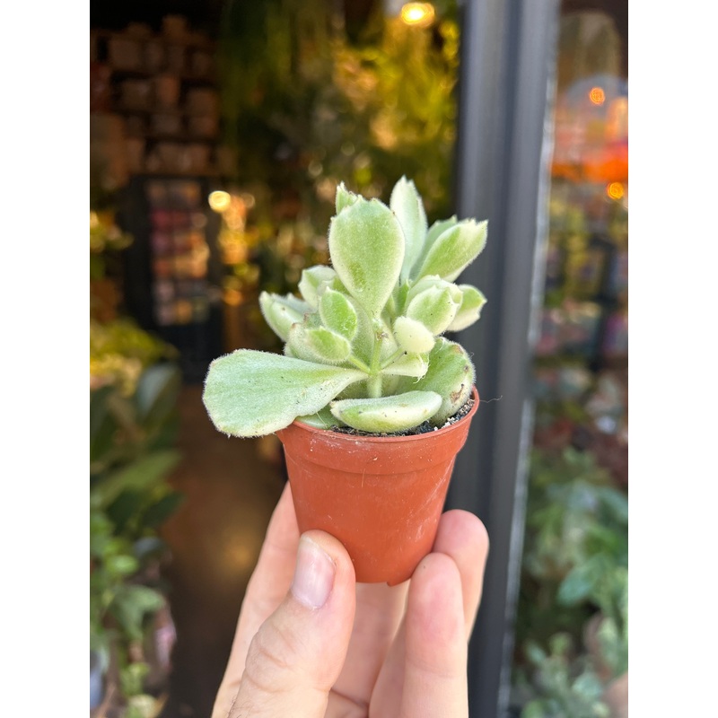 Cotyledon ladismithiensis variegata | 5.5cm pot