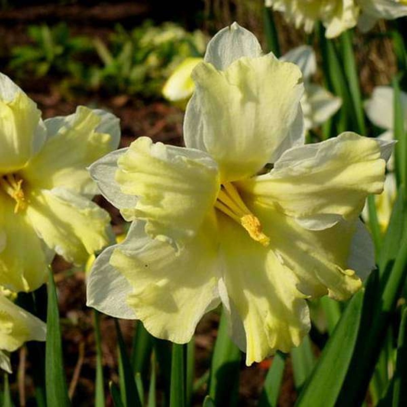 Daffodil Cassata (Yellow) – Bulbs (set of 5)