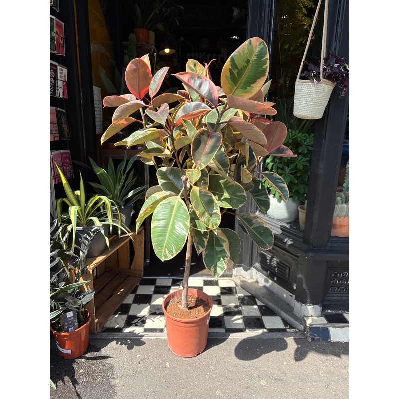 Ficus elastica Belize | 24cm pot