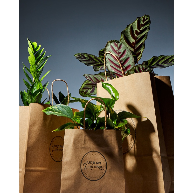 Houseplant Subscription Box from Urban Tropicana