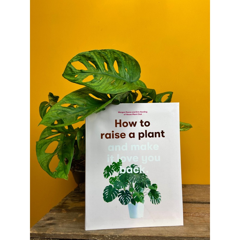 How to raise a plant and make it love you back