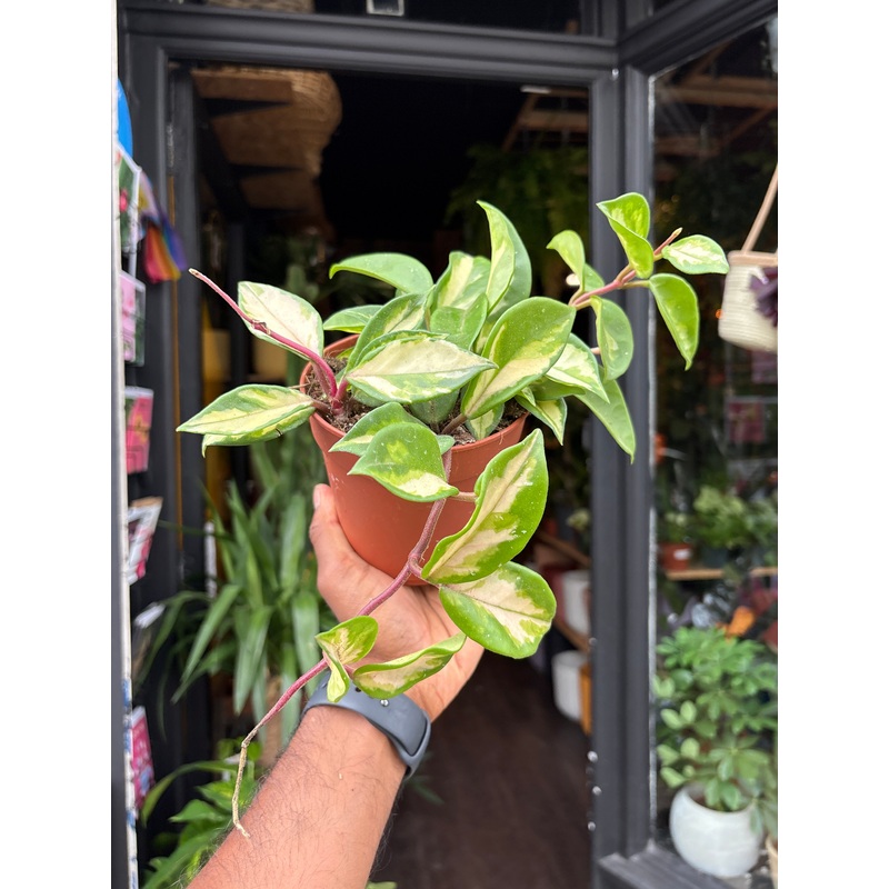 Hoya Carnosa Tricolor | 12cm pot
