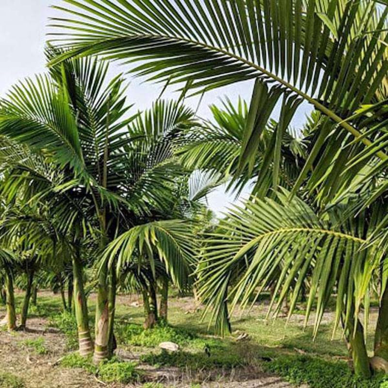 King Palm, Alexander palm – 0.5 kg Seeds
