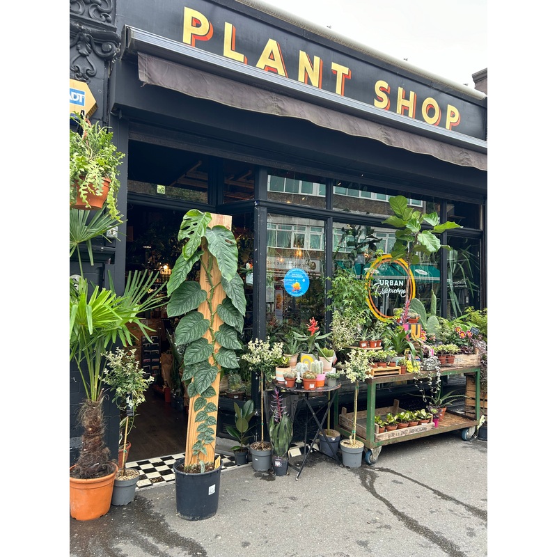 Monstera Dubia | 32cm pot