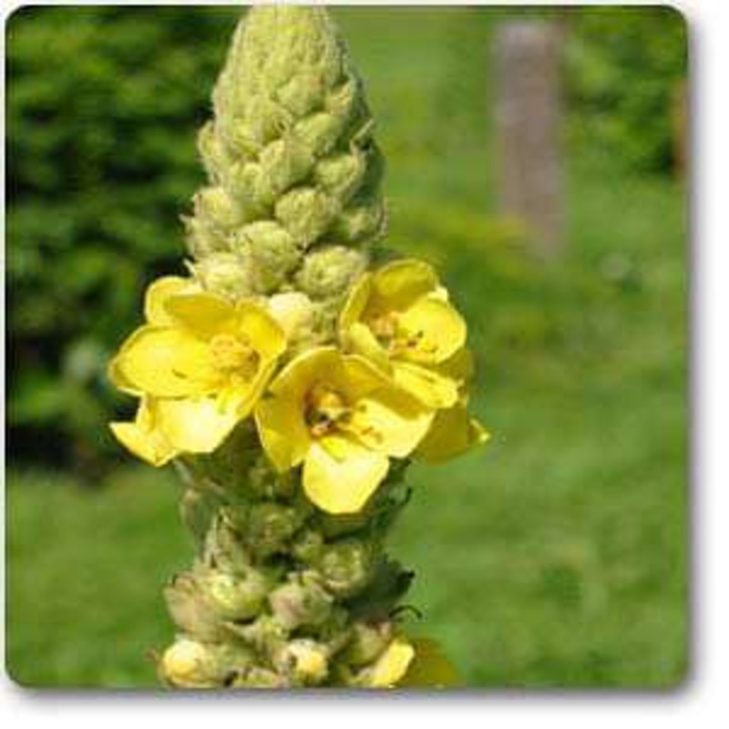 Mullein – Plant