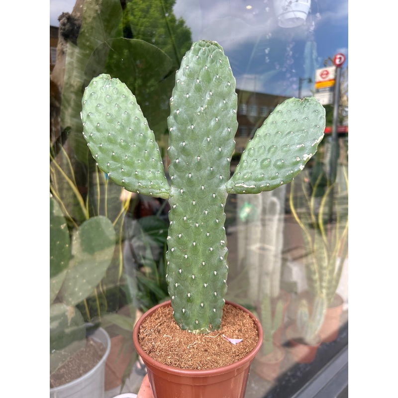 Opuntia Rubescens Consolea | 14cm pot