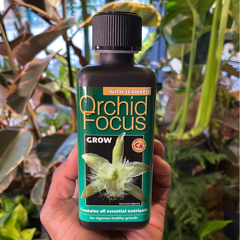 Orchid Focus Grow | 300ml