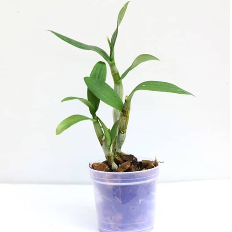 Orchid Plant, Dendrobium Orchid (Mature Blooming size, Any color) – Plant