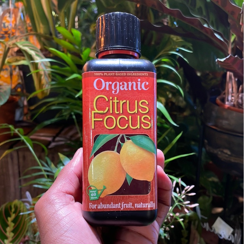Organic Citrus Focus | 300ml