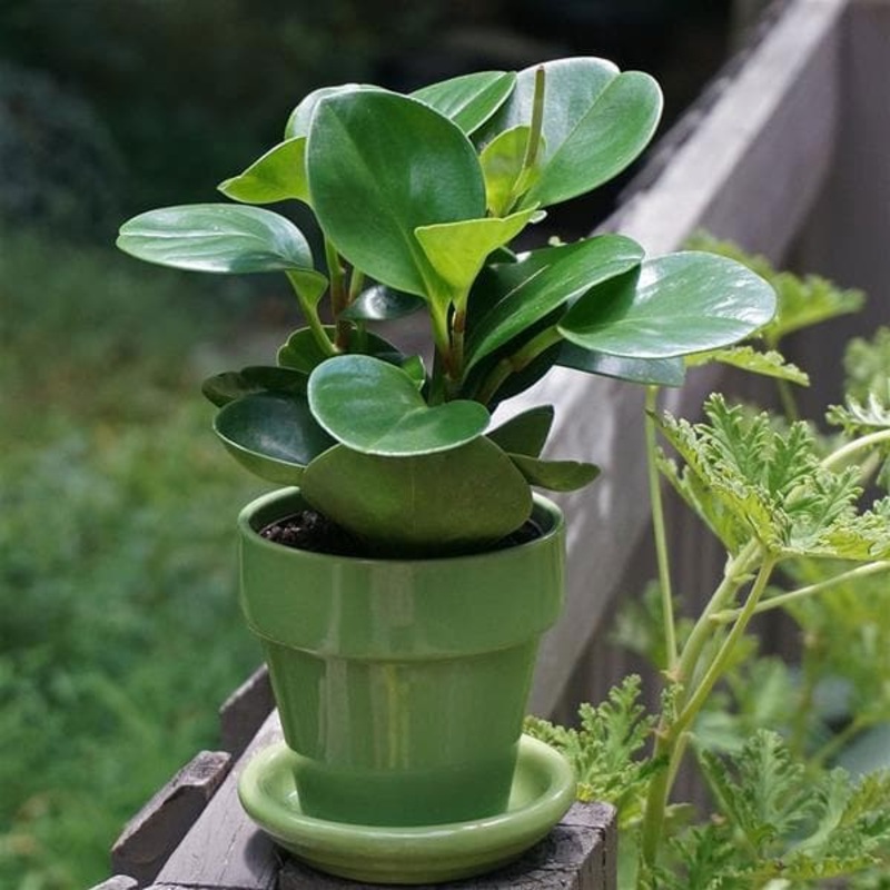 Peperomia Magnoliifolia – Succulent Plant