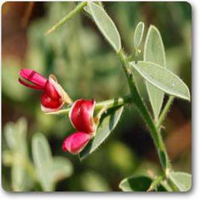 Persian Manna Plant