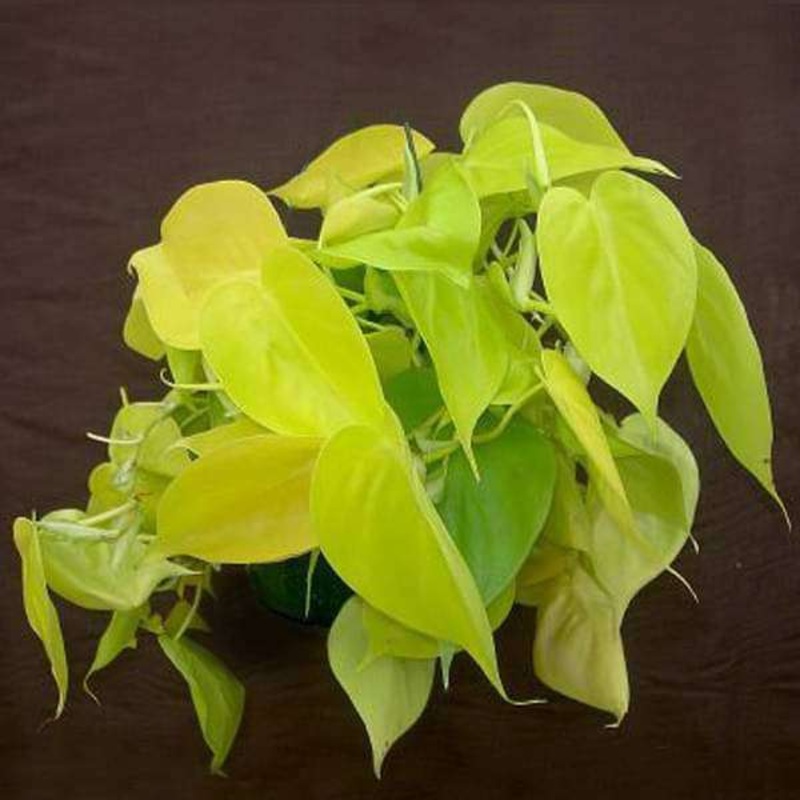 Philodendron Scandens Aureu – Plant
