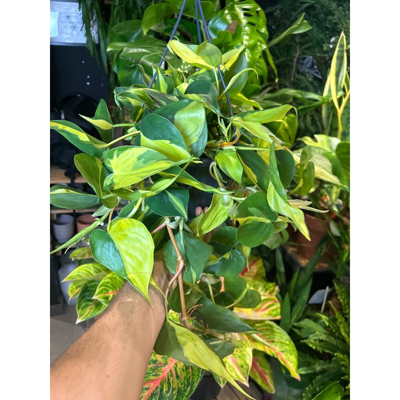 Philodendron Scandens Brazil | 19cm Hanging pot