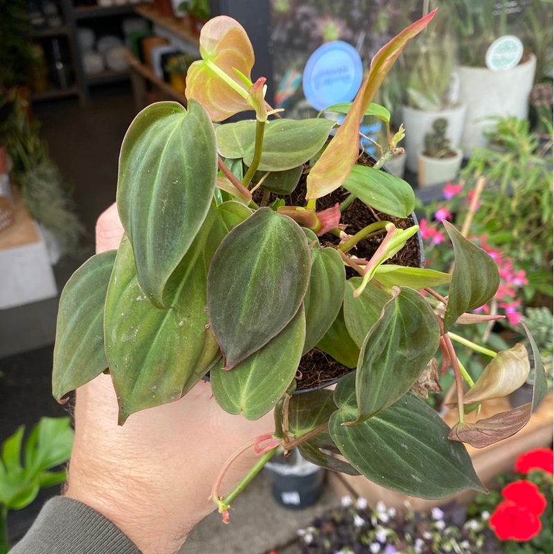 Philodendron Scandens Micans | 12cm pot