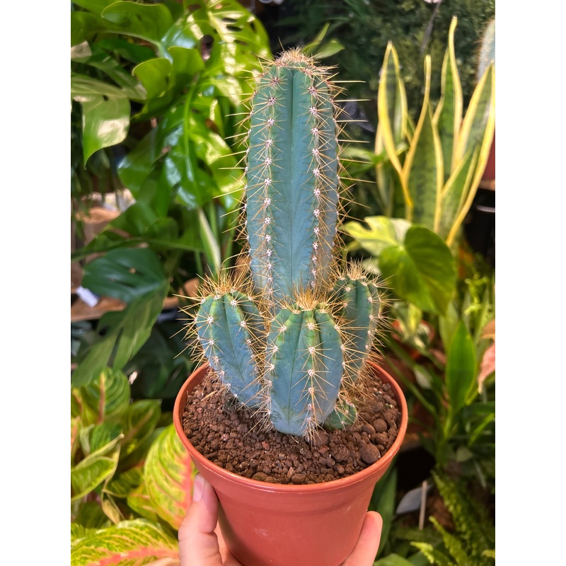 Pilosocereus Azulensis | 15cm pot