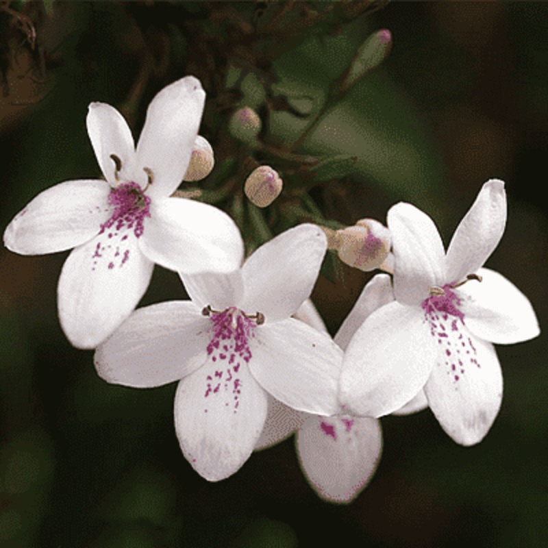 Pseudoeranthemum Artopurpureum variegatum, Kodia (White) – Plant